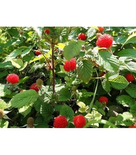 Amazon.co.jp: 木苺苗3株美味しい草苺の苗キイチゴの苺の抜き苗 栽培